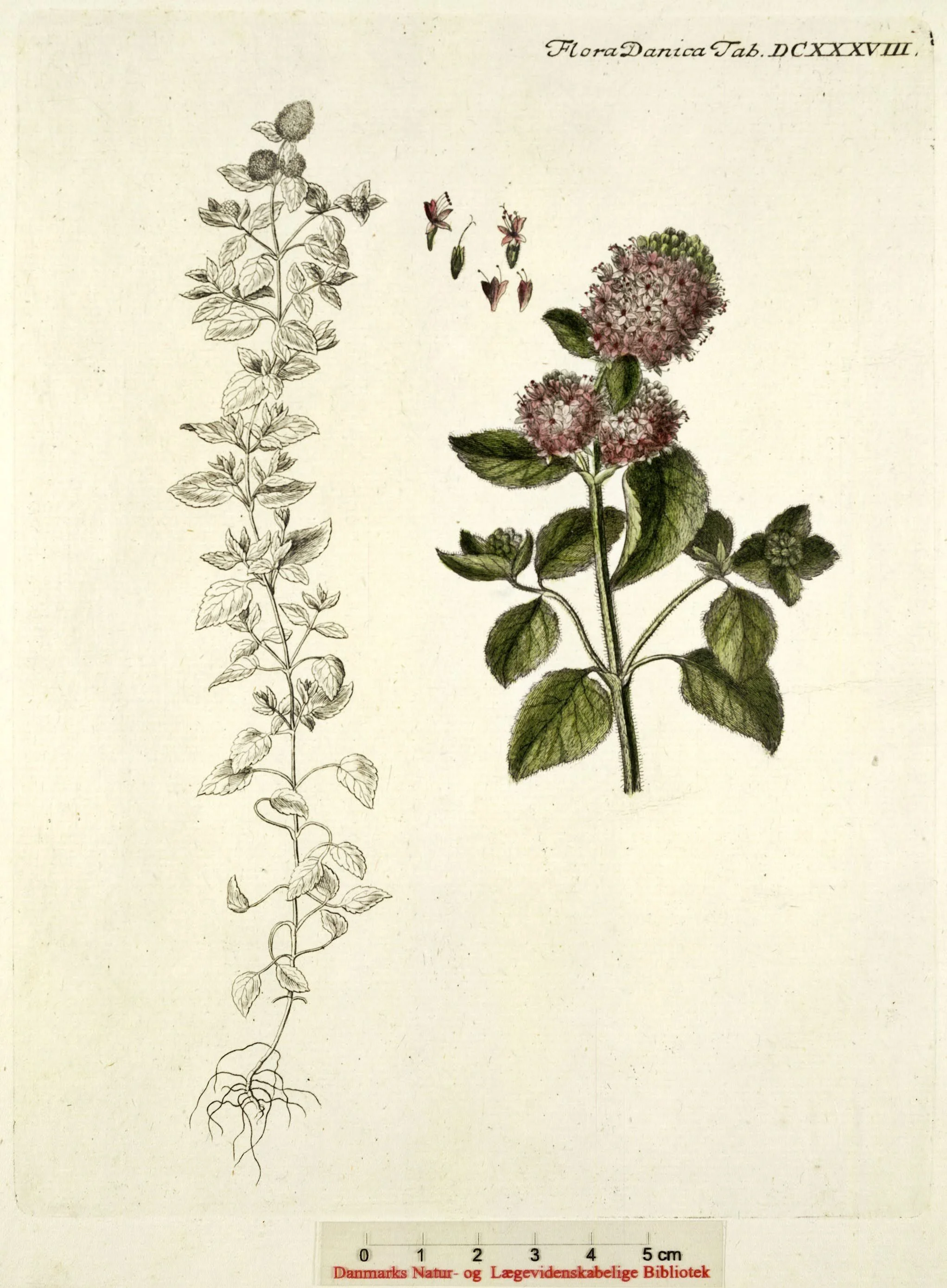 Flora Danica in Full Bloom — Veranda Vikings